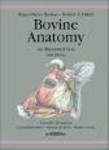 Bovine Anatomy An Illustrated Text
